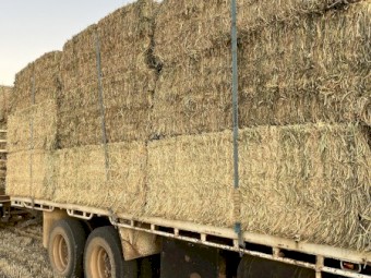 Hay and Straw
