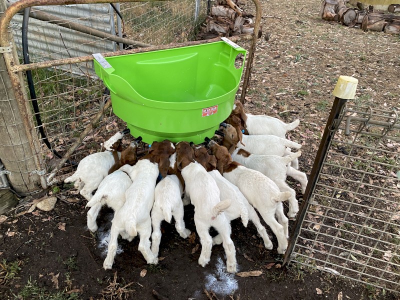 Baby Boer Goats - Bottle Babies 