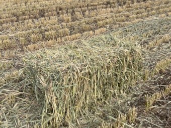 350 x Wheaten Hay Small Square Bales