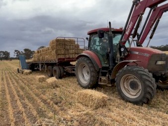 350 x Wheaten Hay Small Square Bales