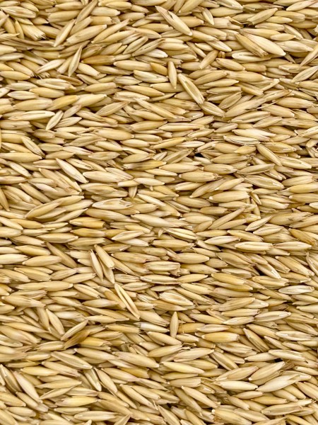 Archer Oat Seed