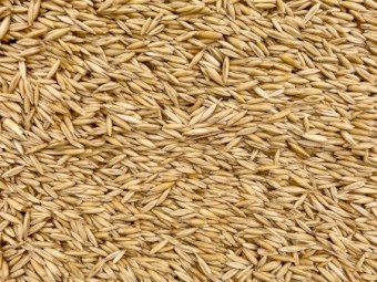 Archer Oat Seed