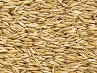 Archer Oat Seed
