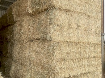 100mt Oaten Hay 500kg 8x4x3 Bales