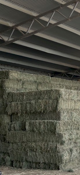 2000 x Premium Lucerne Hay Small Square Bales