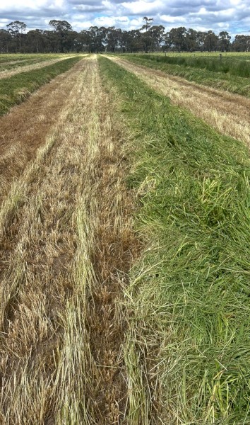 Oaten Hay 