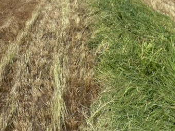 Oaten Hay 