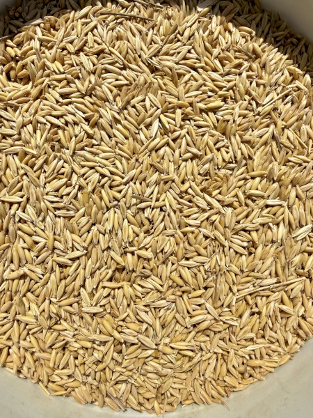 50mt Goldie Oats