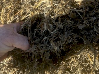 400mt Vetch Silage Round Bales