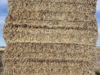 Barley straw - header tailings 