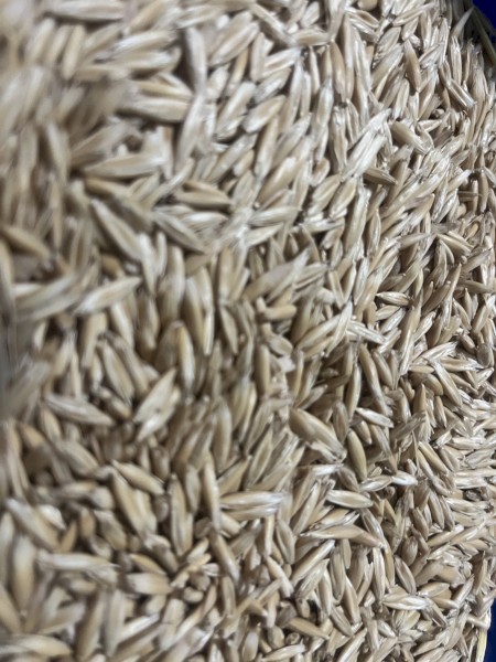 Kingbale Oat Seed