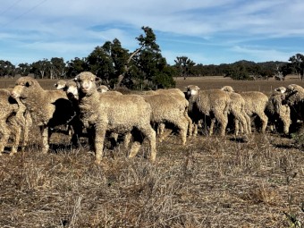 Merino Ewes and Wether Lambs