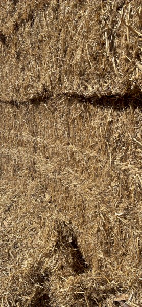 200mt Barley Staw 350-400kg 8x4x3 Bales