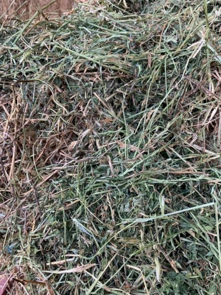 200mt Lucerne Hay 630kg 8x4x3 Bales