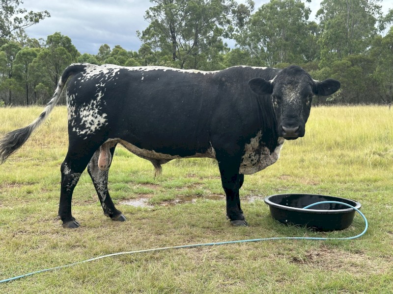 Registered Speckle Park Bull