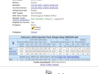 Registered Speckle Park Bull