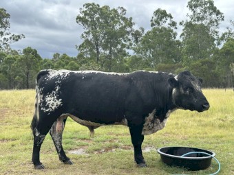 Registered Speckle Park Bull