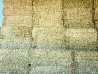Wheaten Hay 500kg 8x4x3 Bales
