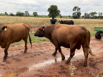 Red Angus Bull