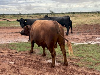 Red Angus Bull