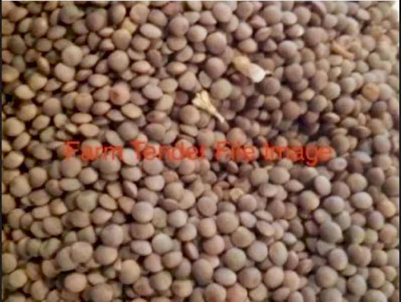Thunder Lentil Seed treated 