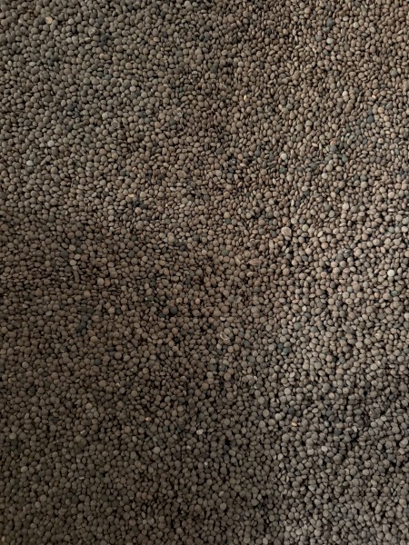 5-7mt Thunder Lentil Seed