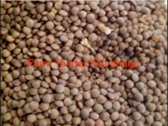 5-7mt Thunder Lentil Seed