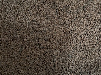 5-7mt Thunder Lentil Seed