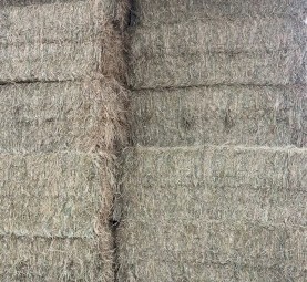 900 mt Frosted Wheat Hay Shedded
