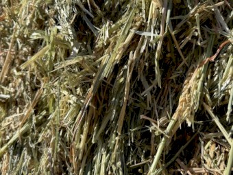 240t Wheat Hay