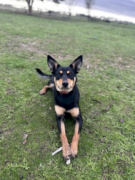 Annie the Kelpie