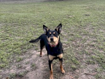 Annie the Kelpie