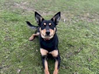 Annie the Kelpie