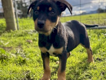 Stud Kelpie Male For Sale