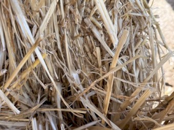 500mt Wheaten Straw 4500-480kg 8x4x3 Bales