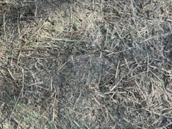 150mt Lucerne Hay 8x4x3 Bales