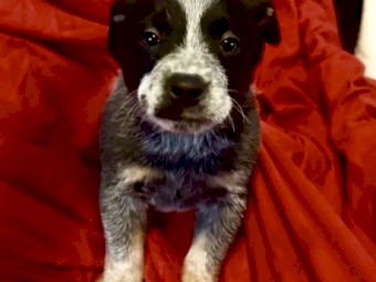 3 X Pure Bred Blue Heeler Pups