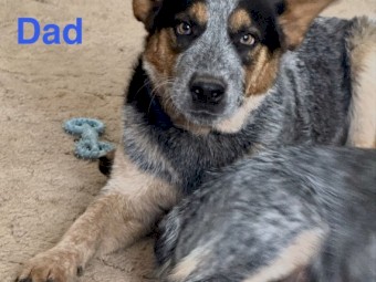 blue heeler stumpie girl purebred puppy 