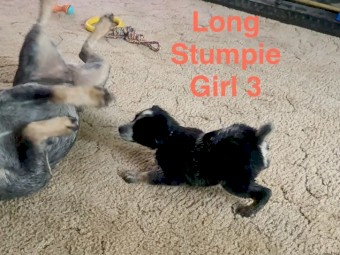 blue heeler stumpie girl purebred puppy 