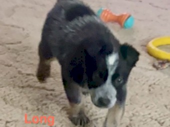 blue heeler stumpie girl purebred puppy 