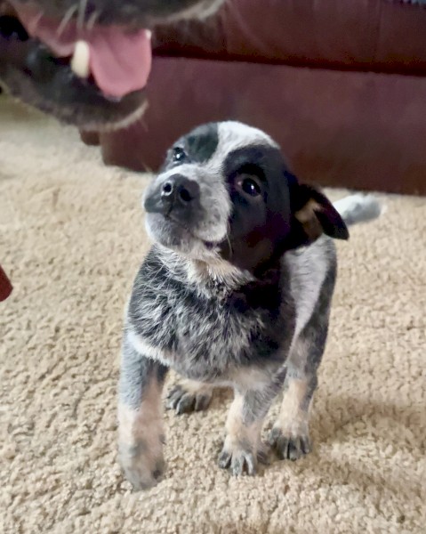 blue heeler stumpie girl purebred puppy 
