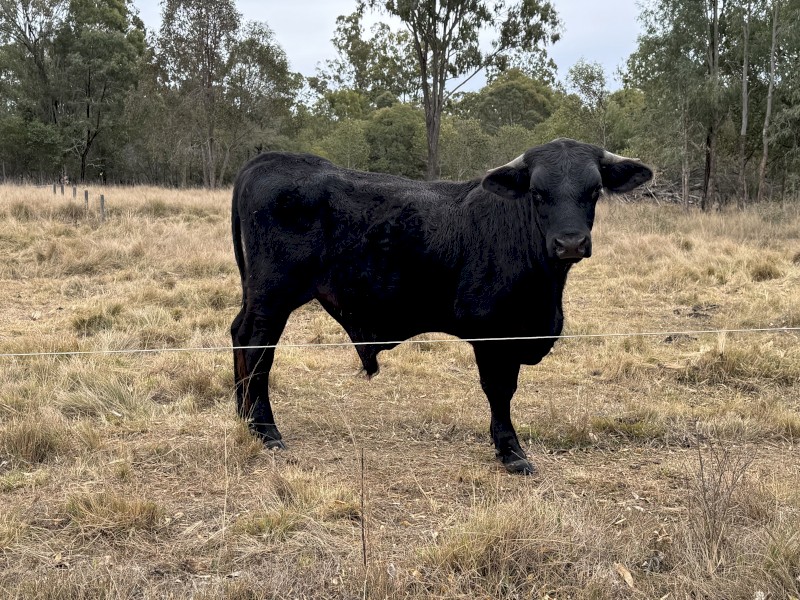 Brangus X Commercial Bull (No GST)