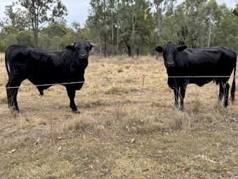 Brangus X Commercial Bull (No GST)