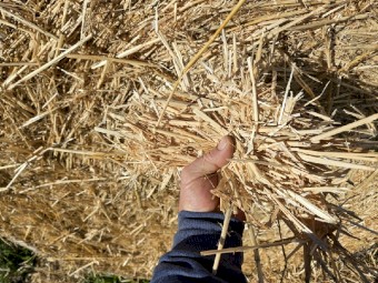 Wheat Header Tailings (80 rolls)