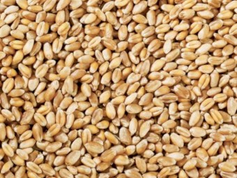 WANTED Accroc or Calabro Graded Wheat Seed