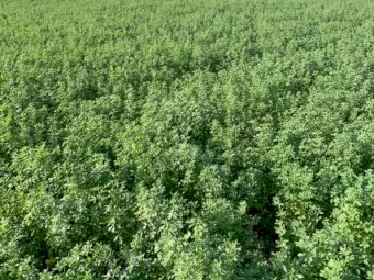 25mt Lucerne Hay 8x4x3 Bales