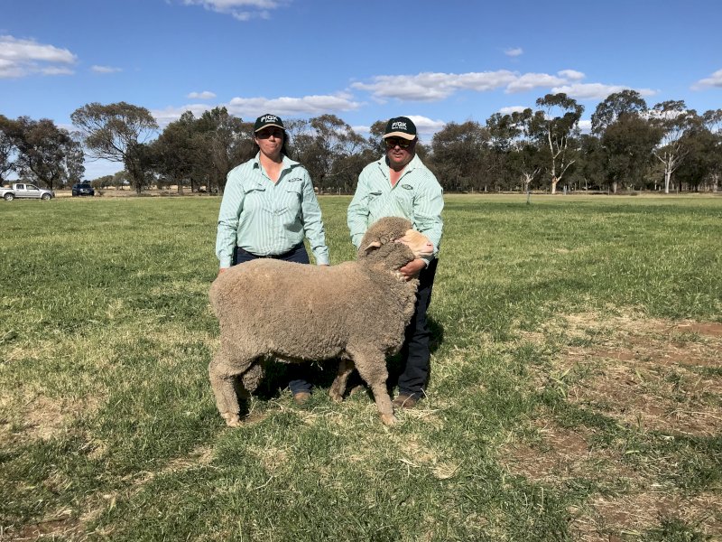 Gracemere Poll Merino and Merino Rams