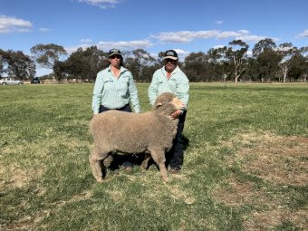 Gracemere Poll Merino and Merino Rams