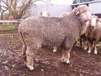 Gracemere Poll Merino and Merino Rams