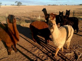 WANTED Alpacas for breeding